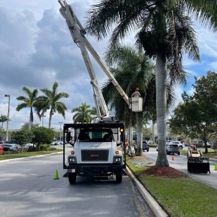 image (2) A man in a white bucket positioned on a palm tree, surrounded by lush greenery and bright sunlight.
