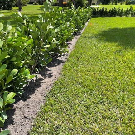 image - 2024-09-17T001505.749 (5) A man using a ladder to cut down a tall pine tree, demonstrating careful technique and focus on his task.