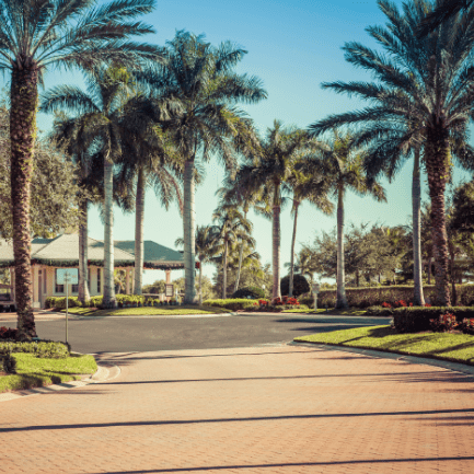 40344803_l A man in a white bucket positioned on a palm tree, surrounded by lush greenery and bright sunlight.