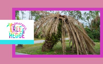 Understanding Tree Health: Enhancing Your Parkland Landscape