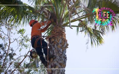 The Essential Guide to Tree and Hedge Care in South Florida